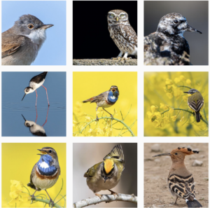 Photographies de divers espèces d'oiseaux (Glenn Shillito)